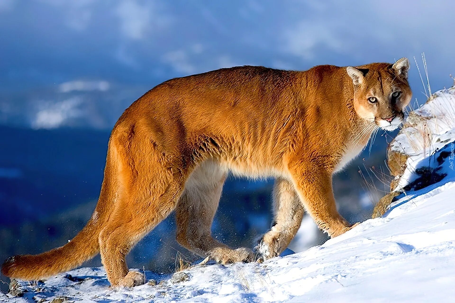 Канадская Пума. Североамериканская Пума. Пума (Puma concolor):. Кугуар горный Лев. Люди хищные природы