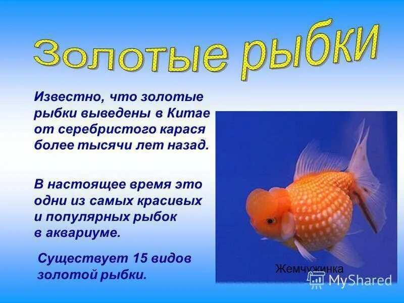 1 предложение о рыбках