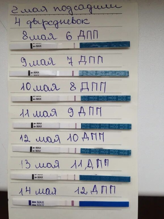 Тест на беременность после переноса пятидневок. 4 ДПП тест. 5 ДПП тест. Тест на 8 ДПП пятидневок. Тест на 4 ДПП пятидневок.