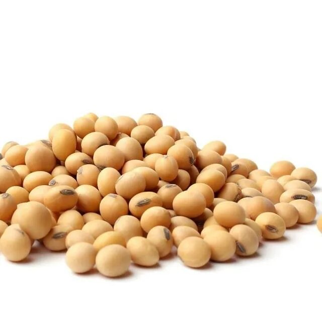 Соя растение. Соевые бобы. Соя растение. Soy beans. Soy beans.