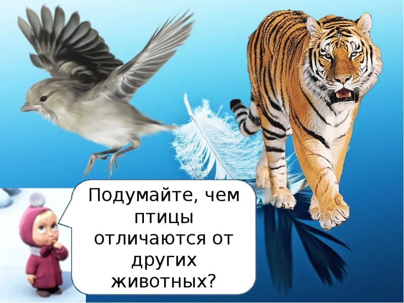 Что отличает птицу. Сравнение птиц и зверей. Отличие птиц от животных для детей. Чем птицы отличаются от других животных. Отличие птиц от других животных.