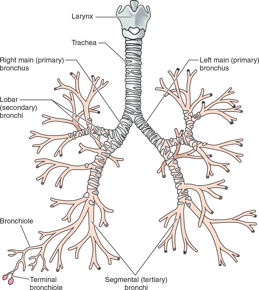 Строение бронхов. Строение ветвление бронхов. Бронхиальное дерево анатомия. Бронхи и бронхиальное дерево функции. Строение трахеи и главных бронхов анатомия.