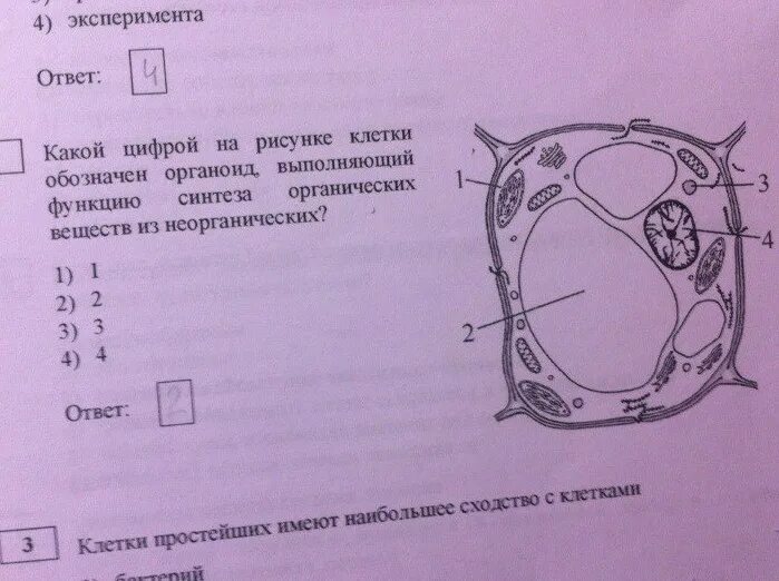 Рассмотрите изображение клетки и выполните задания. Какими цифрами на рисунке обозначены:. Структура, обеспечивающая Синтез органических веществ клетки. Какой цифрой на рисунке клетки обозначен органоид. Какие структуры обозначены на рисунке цифрами?.