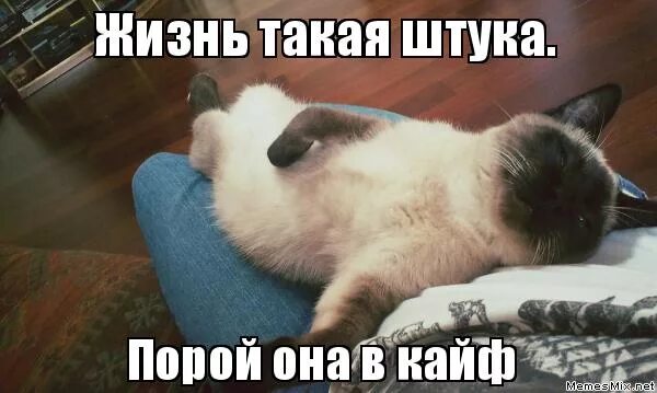 плакат кайф. аватарка кайф. жизнь по кайфу. кайф прикол. живи в кайф.