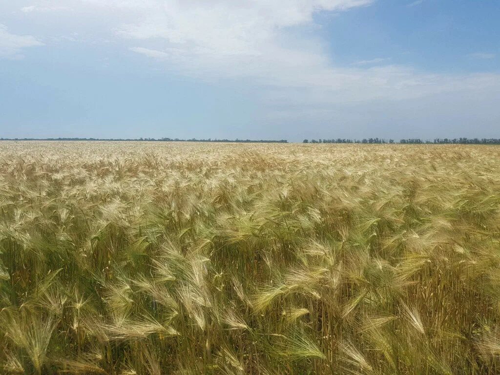 Крым п красногвардейское. Пгт Красногвардейское Крым. Красногвардейский районный Крым. Поля Красногвардейского района Крым. Красногваредйски йрайон Крым.