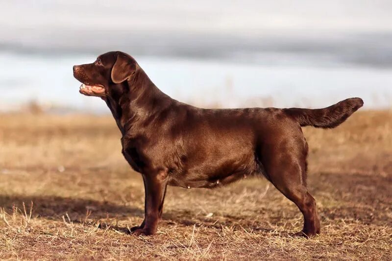 Brown house dog on a walk free image download