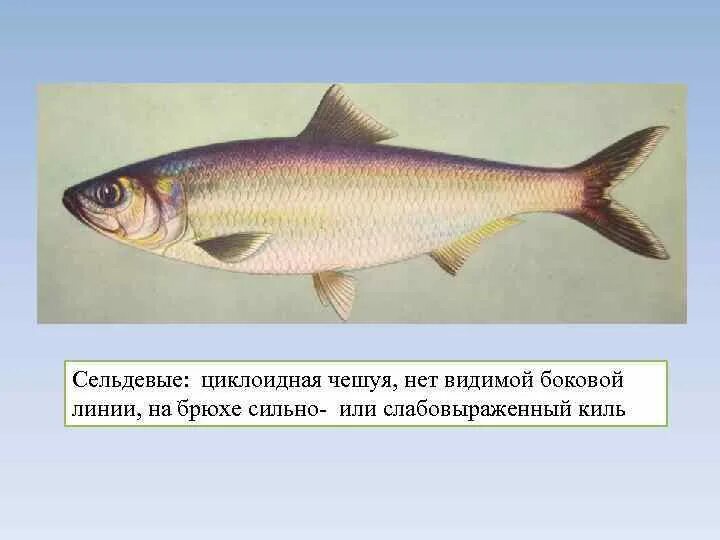 Какие рыбы имеют боковую линию. Боковая линия у рыб. Циклоидная чешуя. Циклоидная чешуя рыб. Циклоидная чешуя у каких рыб.