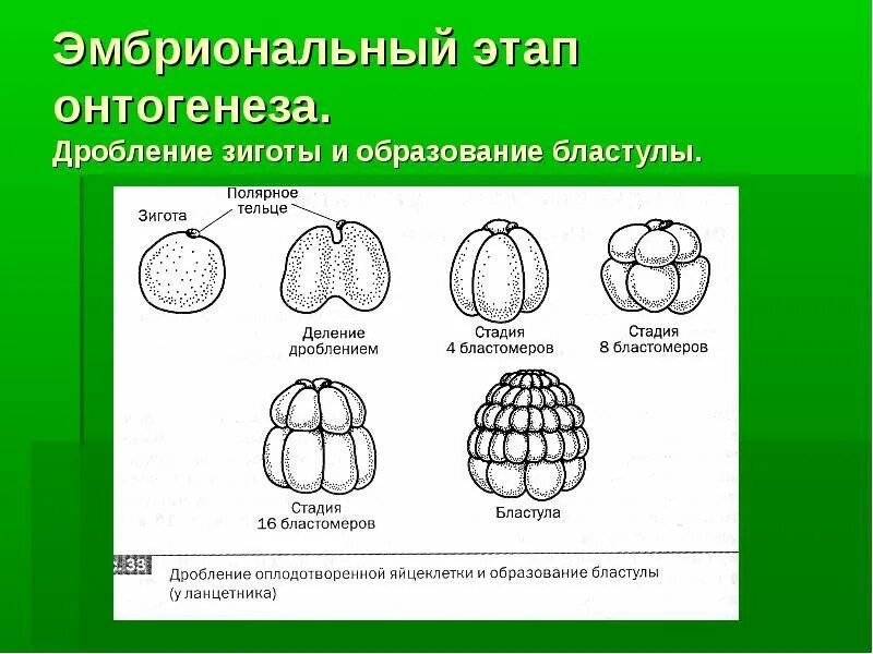 Какая стадия развития изображена на рисунке. Онтогенез этапы основные дробление. онтогенез эмбриональный период развития. 1 этап онтогенеза дробление. эмбриональное развитие 1 дробление зигота.