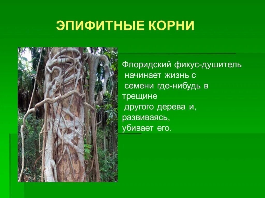 Эпифит и дерево тип. Эпифитные корни. Интересные корни растений. Интересные факты о корнях. Корни эпифитных растений.