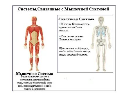 Отделы мышечной системы