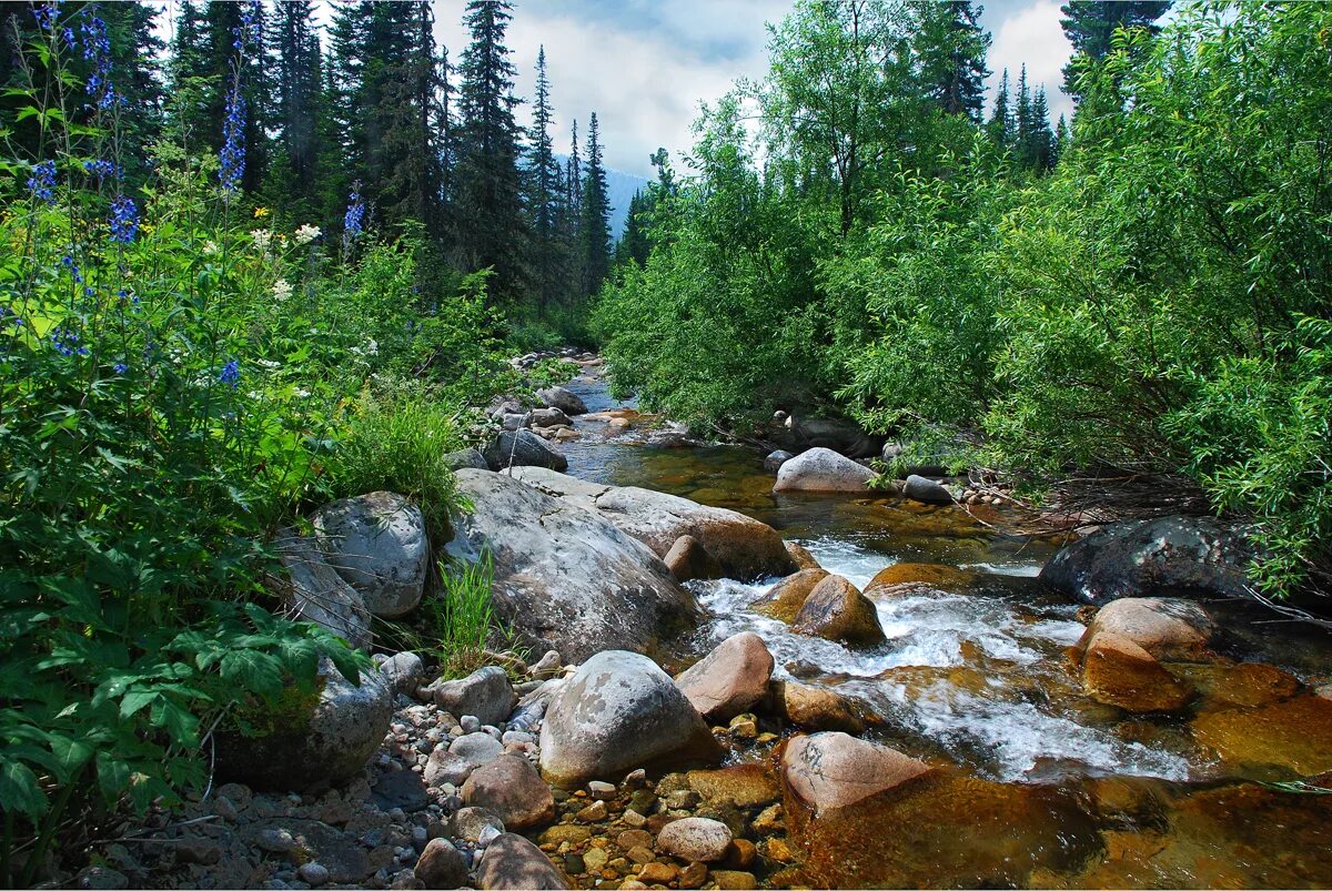природные ресурсы брянска. мелкая речушка. река негуч. киану ривз карлик мем. мелкая река фото.
