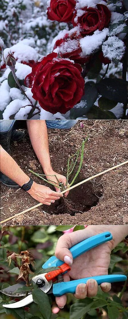 Розы как сажать и ухаживать. Посадка роз. Розы в огороде. Сажать розы в саду. Что посадить с розами.