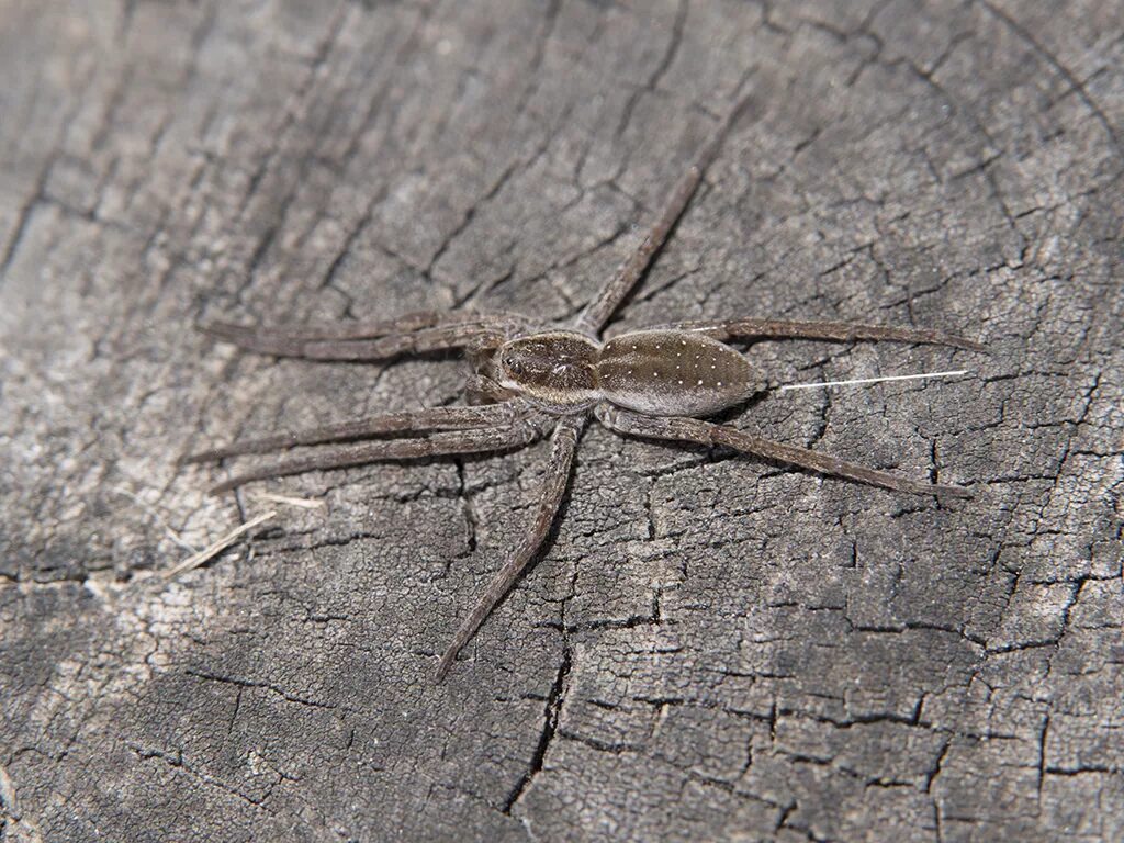 Dolomedes fimbriatus - охотник каёмчатый. Паук Dolomedes fimbriatus (Pisauridae). Паук охотник каёмчатый. Охотник каёмчатый.