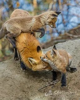 Популяция лисиц