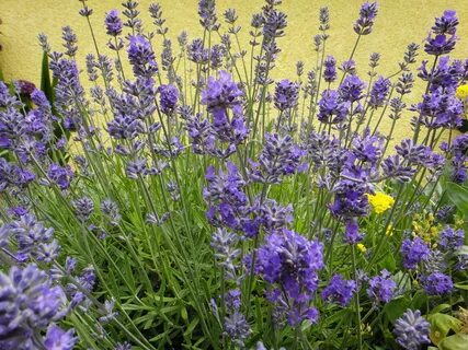 Lavandula angustifolia