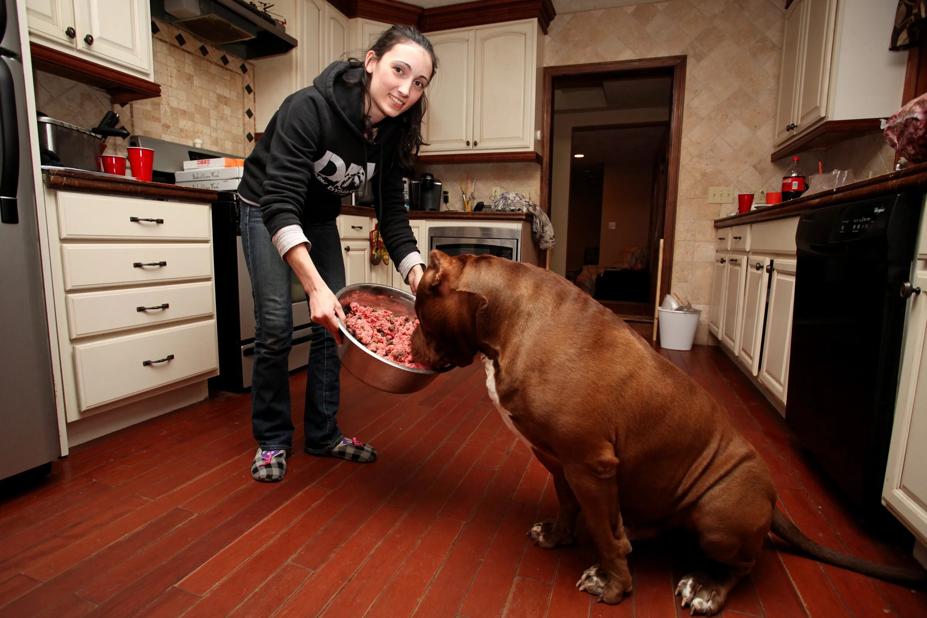 Боится больших собак. Питбуль Халк. Питбуль Халк самый большой питбуль в мире. Самый большой питбуль в мире Халк. Халк собака питбуль.