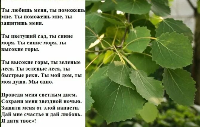 Свойства дерева осины