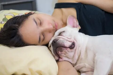 Catnap and dog