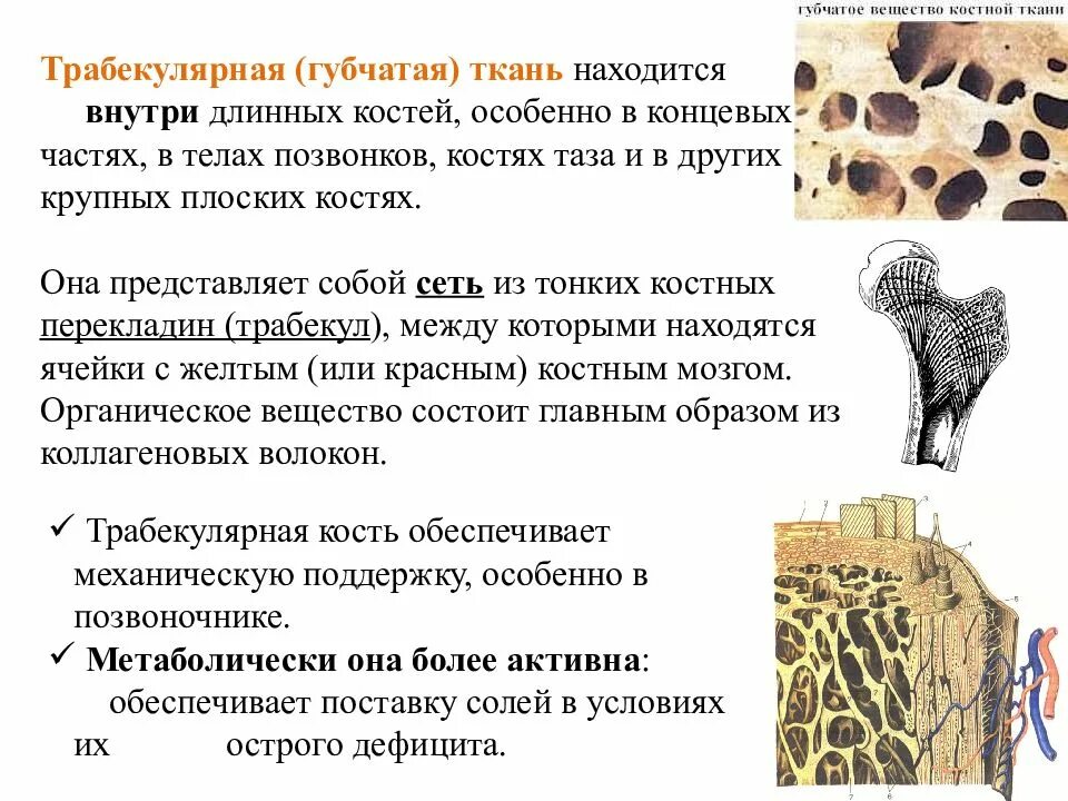 Губчатая костная ткань строение. Губчатая и компактная костная ткань. Трабекулярная костная ткань. Костно трабекулярная структура.