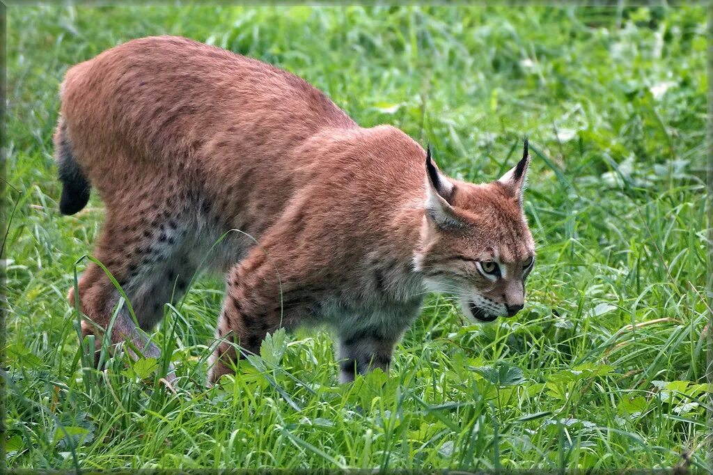 Обыкновенная Рысь. Туркестанская Рысь. Ареал рыси. Eurasian Lynx.