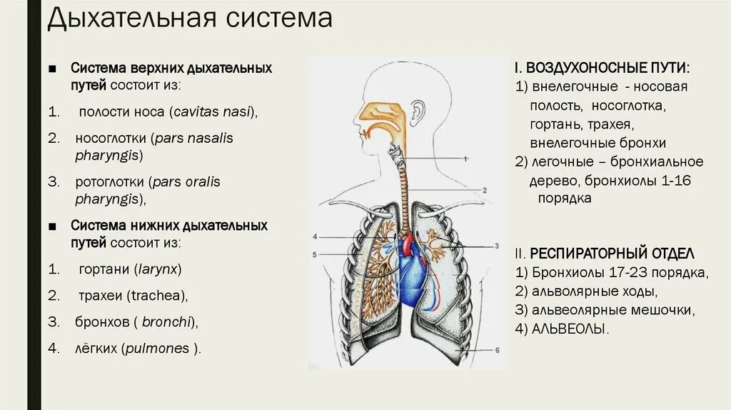 Верхние дыхательные органы человека