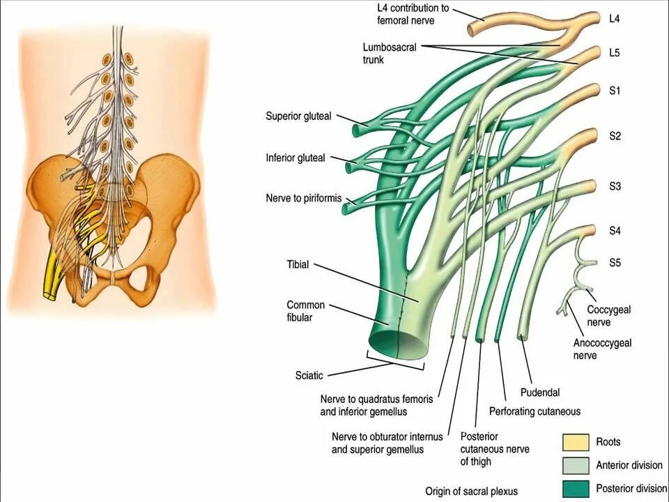 Поражение корешковых нервов. Поражение пояснично-крестцового сплетения. Нервы крестцового сплетения. Поясничное и крестцовое нервное сплетение. Поясничное сплетение анатомия.