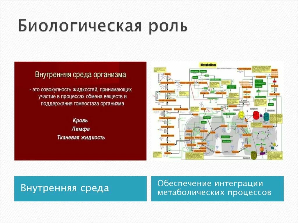 Роль внутреннего. Биологическая роль бора. интеграция метаболитических процессов. интеграция обменных процессов. интеграция обменных процессов биохимия.