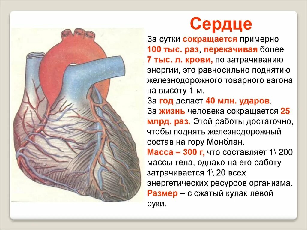 Органы чувств сердце. Краткий конспект по биологии 8 класс работа сердца. Строение сердца 8 класс биология. Строение сердца человека 8 класс биология кратко. Сердце конспект.