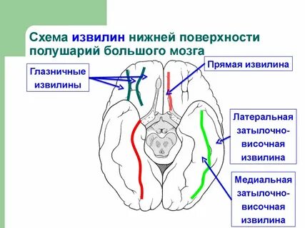 Борозда нижнего