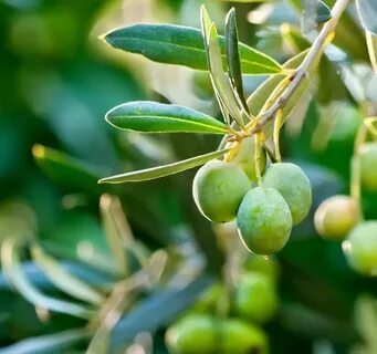 Olea europaea fruit extract
