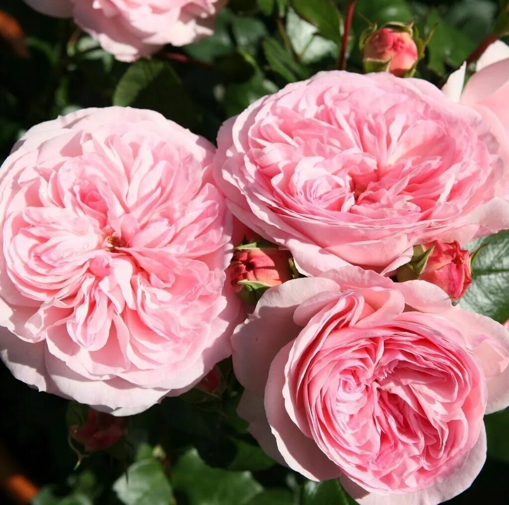Мария терезия фото и описание Мария Терезия Flowers, Plants, Rose