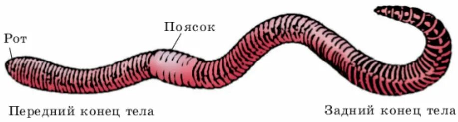 Малощетинковые черви рисунок. Малощетинковые кольчатые черви строение. Дождевой червь строение поясок. Спинная и брюшная часть тела дождевого червя. Рисунок строения червя