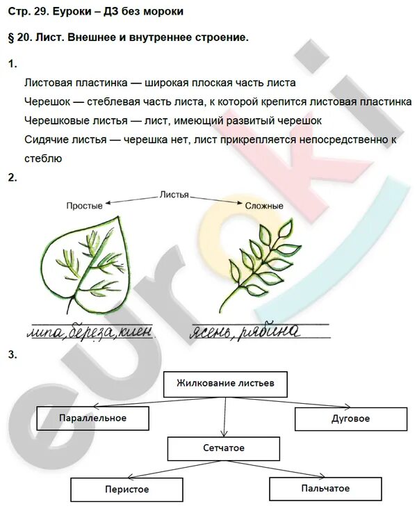 Биология 6 класс стр 101 вопросы. Строение листа 6 класс биология рабочая тетрадь. Домашнее задание по биологии.