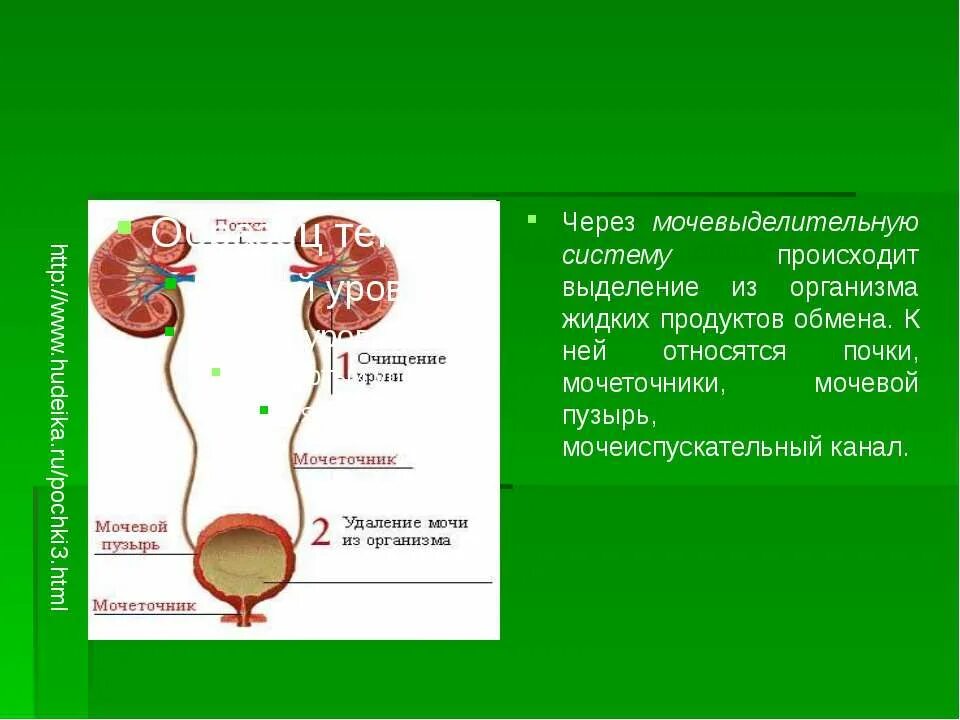 Установите правильную последовательность прохождения мочи мочеточник. Мочевыделительная система почки мочеточники. Выделительная система человека мочевой пузырь. Почки мочеточники мочевой пузырь относятся к системе органов. Органы выделительной системы человека выделяют из организма.