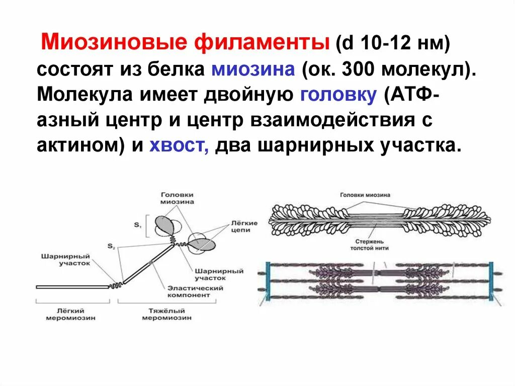 Актиновые и миозиновые филаменты. Строение Толстого филамента. Структура миозинового филамента. Актин состоит