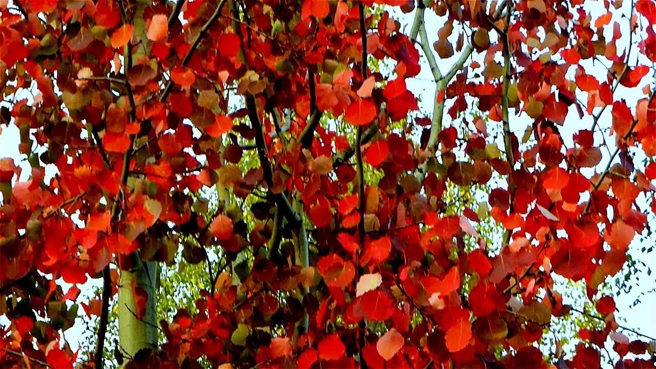 Осина дерево осенью. Листья осины осенью. Осина обыкновенная Осинники. Красная осина осенью. Осинка листья осенью