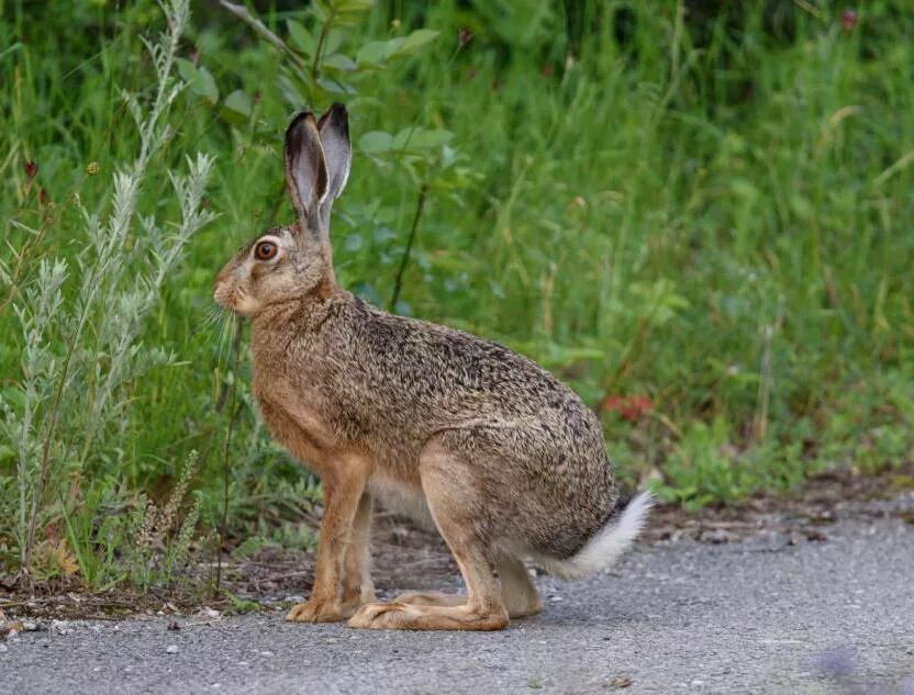 Hare of the cog