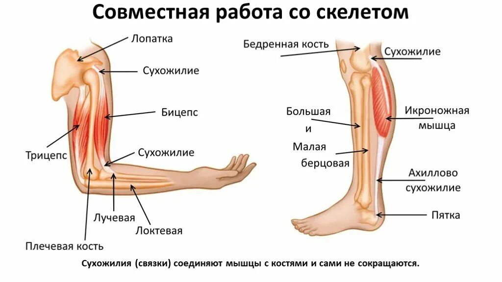 Описание сухожилий. Сухожилия человека. Мышцы связки сухожилия. Сухожилия человека анатомия. Скелет человека с сухожилиями.