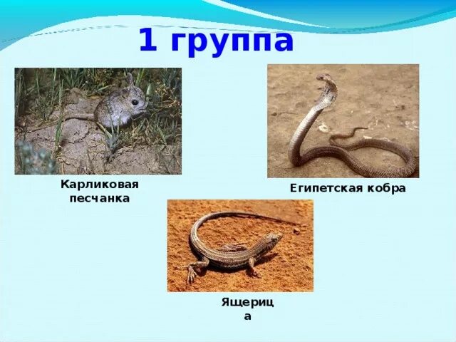 Варан кобра и песчанка