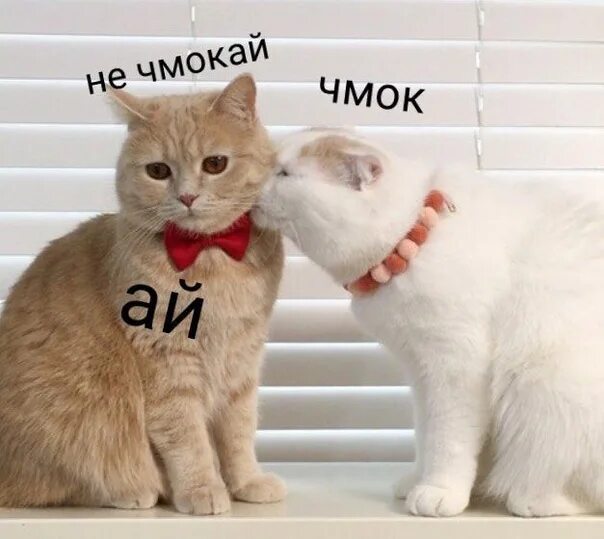 Ай кис ту ми ту кис