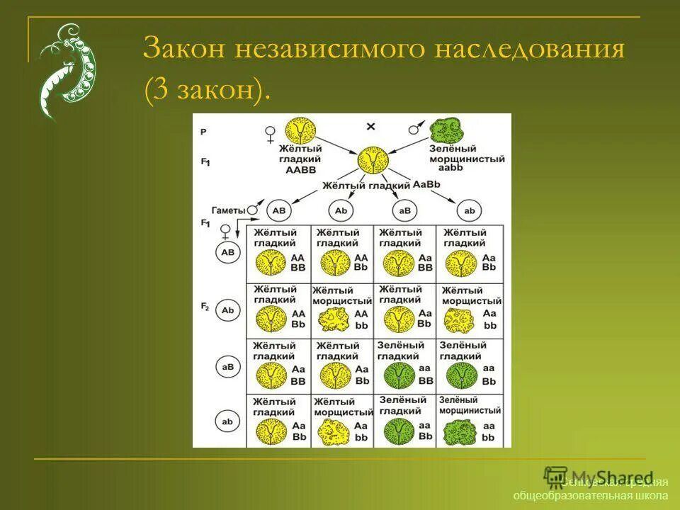 схема скрещивания 3 закона менделя. третий закон менделя закон независимого наследования признаков. законы менделя схемы наследования признаков. закон независимого наследования кратко. закон независимого наследования кратко.