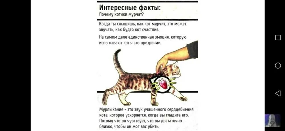 Почему кошка дергается