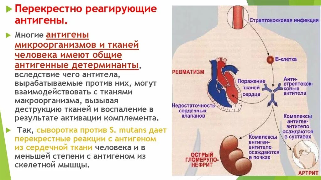 Перекрестно реагирующие антигены. Перекрестно реагирующие антигены