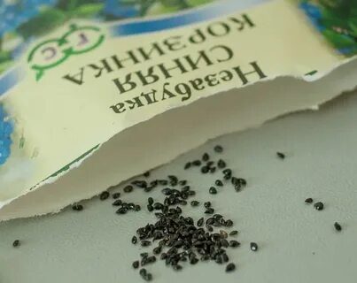 Посадка незабудки семенами