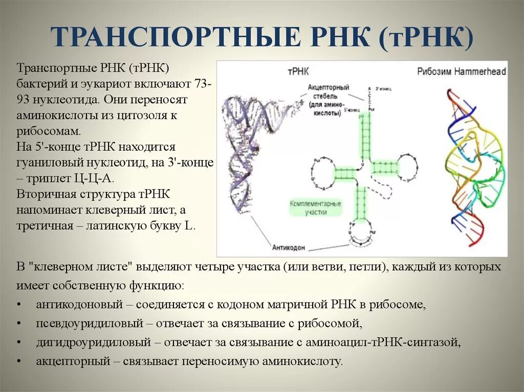 Палиндром биосинтез. Функциональная структура ТРНК. Структура, функции транспортных РНК. Структура и функции ТРНК. Транспортная РНК двухцепочечная.