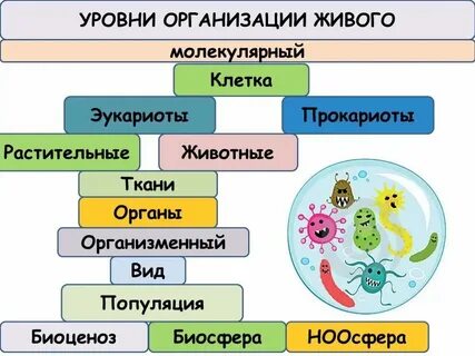 Система организации животных