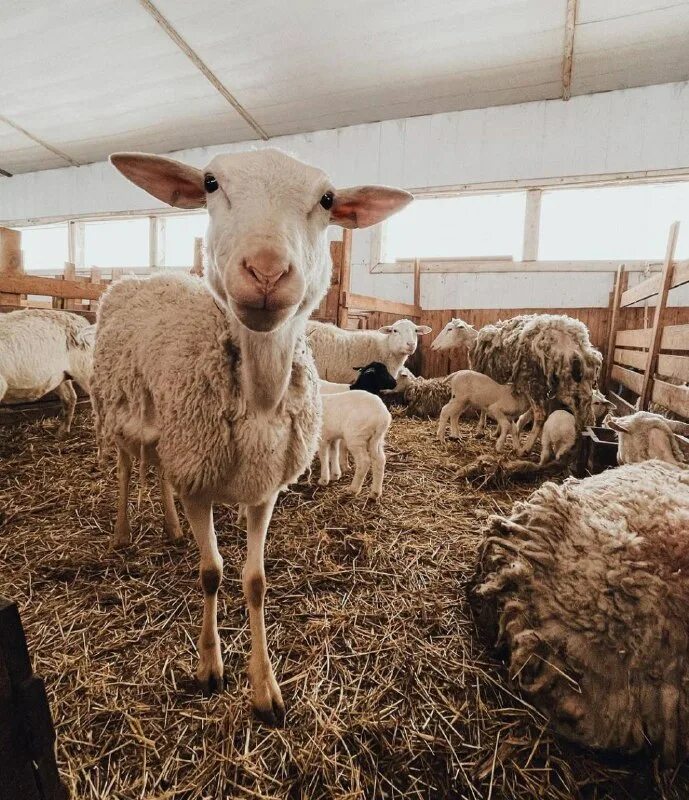 Ферма капри елена фролова. Ферма альпак казань. Ферма капри таруса. Ферма капри. Таруса альпаки ферма.