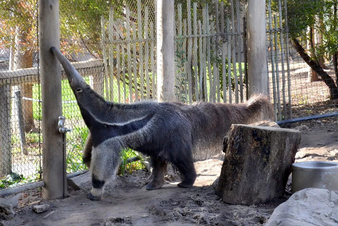 Zoo animals park. Муравьед в Московском зоопарке. Московский государственный Зоологический парк. Зоопарк Шеньян. Муравьед Калининградский зоопарк.