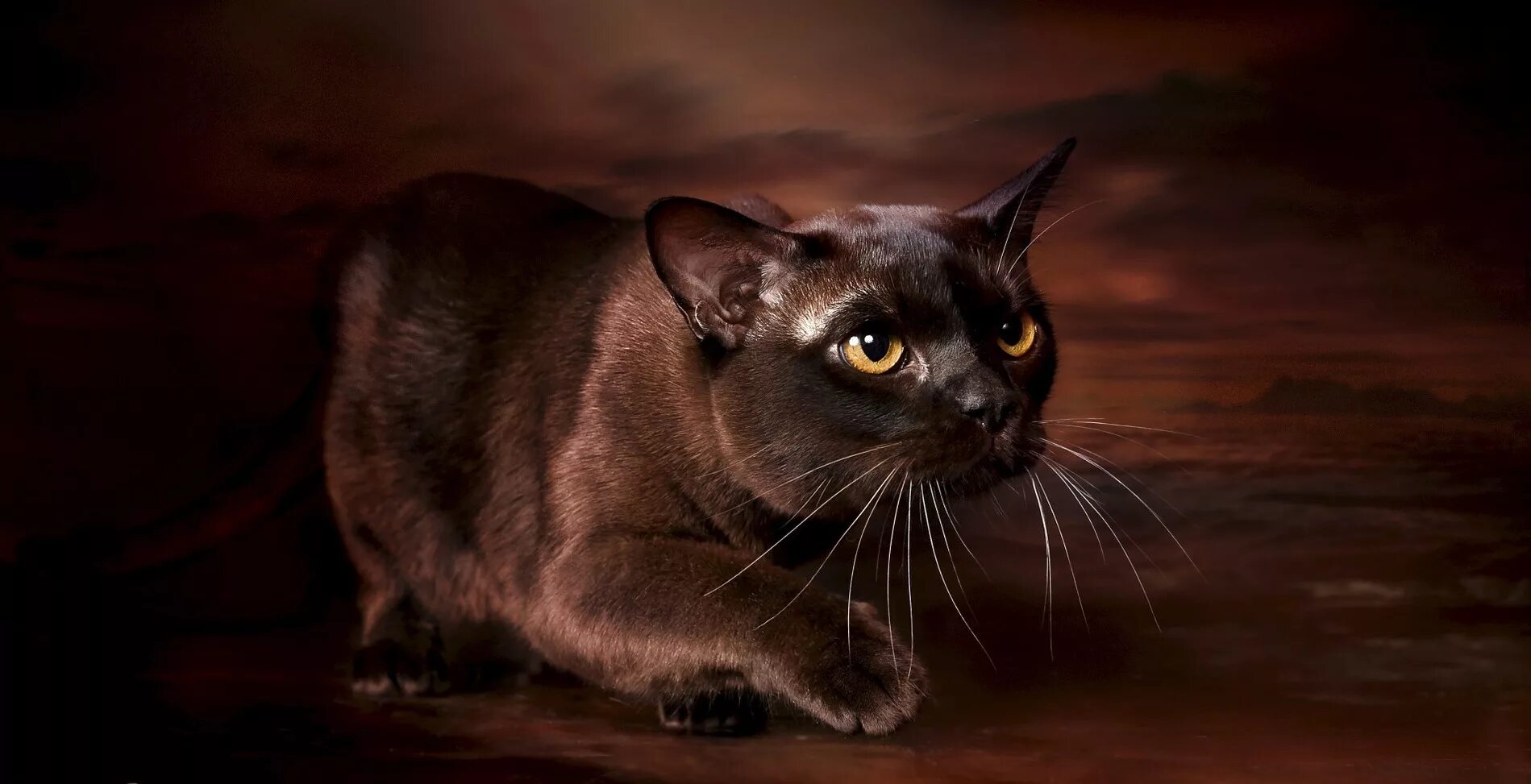 Порода кошек бурма. Кот бура. Кот бура. Бурманская кошка. Американская бурма.