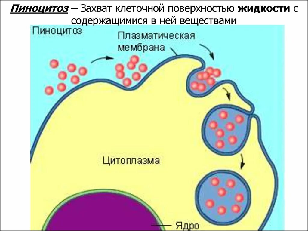 Фагоцитоз прокариот. Фагоцитоз пиноцитоз экзоцитоз. Пиноцитоз схема. Пиноцитоз это в фармакологии. Фагоцитоз и пиноцитоз.